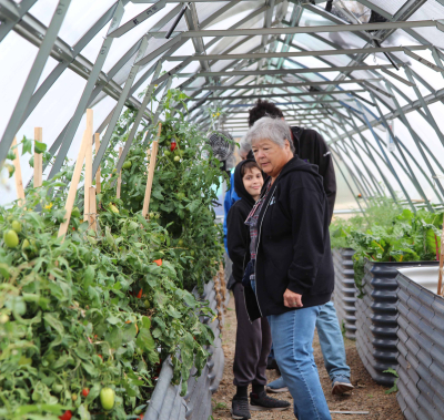 Turtle Mountain Métis Local harvest fruits of labour