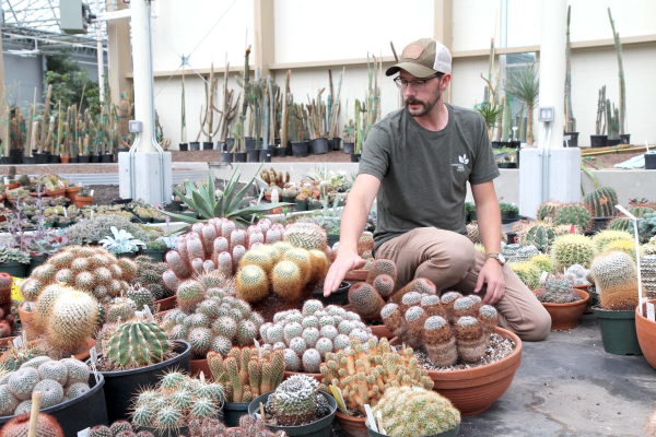 The International Peace Garden has not had its conservatory open for a couple of years, as they have been building an addition for their cacti collection. Now, they are in the final stages of moving the over 4,500 cacti and succulents into the new facility. As conservatory horticulturalist Jonah Neufeld (above) demonstrates, there are many types of the plants to see. The building is 18,000 square feet, nearly double its previous 10,000. It allows more space for cacti and visitors. The ceilings are also higher, which helps the taller plants. The grand opening for the new conservatory is scheduled for December 9, 2023. 