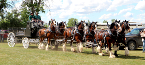 The six hitch team, Wallace Clydesdales from Dauphin, strutted their stuff at the Boissevain Fair last weekend. It was a record showing for the heavy draft horses in 2026, with about 38 coming out. Others attending included: Meadowlark Percherons -  St. Alphonse, Delgaty Clydesales - Minnedosa, West Spring Percherons -  Minnedosa, Strain Family - Boissevain, Charleswood Percerons - Pilot Mound, and Cloud 9 Ranch - Steinbach. With two sunny days as a weather oasis, it was a strong fair overall. Attendance saw 850 adults, and 266 kids aged 5-13 show up for the two days, as well as an unknown number of preschoolers. See story and more photos inside. 