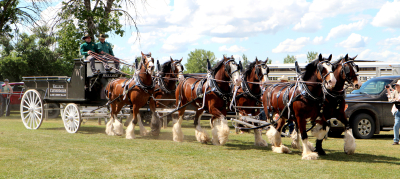 The six hitch team, Wallace Clydesdales from Dauphin, strutted their stuff at the Boissevain Fair last weekend. It was a record showing for the heavy draft horses in 2026, with about 38 coming out. Others attending included: Meadowlark Percherons -  St. Alphonse, Delgaty Clydesales - Minnedosa, West Spring Percherons -  Minnedosa, Strain Family - Boissevain, Charleswood Percerons - Pilot Mound, and Cloud 9 Ranch - Steinbach. With two sunny days as a weather oasis, it was a strong fair overall. Attendance saw 850 adults, and 266 kids aged 5-13 show up for the two days, as well as an unknown number of preschoolers. See story and more photos inside. 