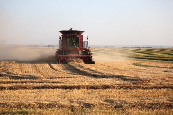 On Wednesday, August 15, combines harvesting cereals or swathers cutting canola could be spotted in nearly every direction in the region. Gordon Cuvelier combines wheat northeast of Boissevain.