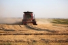 On Wednesday, August 15, combines harvesting cereals or swathers cutting canola could be spotted in nearly every direction in the region. Gordon Cuvelier combines wheat northeast of Boissevain.