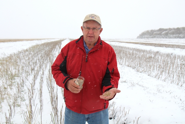 Blaine Mains stands in his canola field north of Boissevain on Thursday, October 10. It has been a tough harvest for local producers, with drenching condition. It just got worse, with snow starting Wednesday night,  October 9 and expected to continue on the weekend. The canola does not look very comfortable under the snow banks, making fields worse. It is not the only bad harvest farmers have encountered.  (Above) Mains holds a grain sample from 1980, which was destroyed by bad conditions that spring and fall.