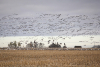 Geese are gathered on a field north of Boissevain. It is a sign winter is coming when our feathered friends prepare to leave us as they head south.