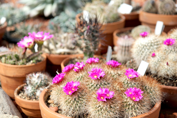 This is the time of the year the cacti bloom at the International Peace Garden, making a beautiful sight in the middle of winter. The Garden will soon be starting its programs for seniors and welcomes everyone to come see the Conservatory. 