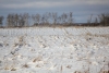 Farmers had plenty of trouble getting their crops off this fall due to bad weather. This was also true for the assisted living committee, who were growing wheat on a field by the landfill site north of Boissevain, to raise money for their facility. As can be seen, the wheat is broken and buried underneath the snow. The same happened to the Boissevain, Morton, Whitewater Growing Project near Fairfax.