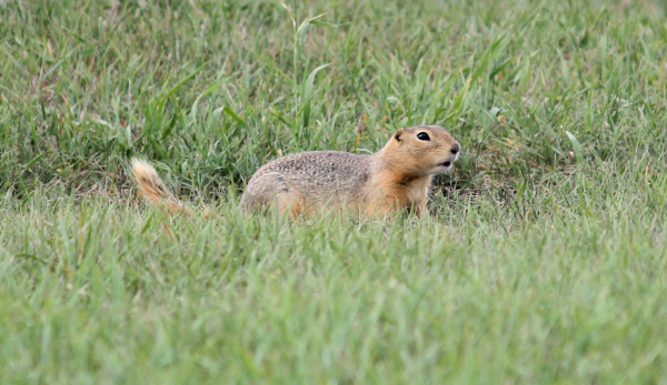 Strong winds, lack of moisture, hot dry weather, and now gophers are contributing to crop and hayland damage.